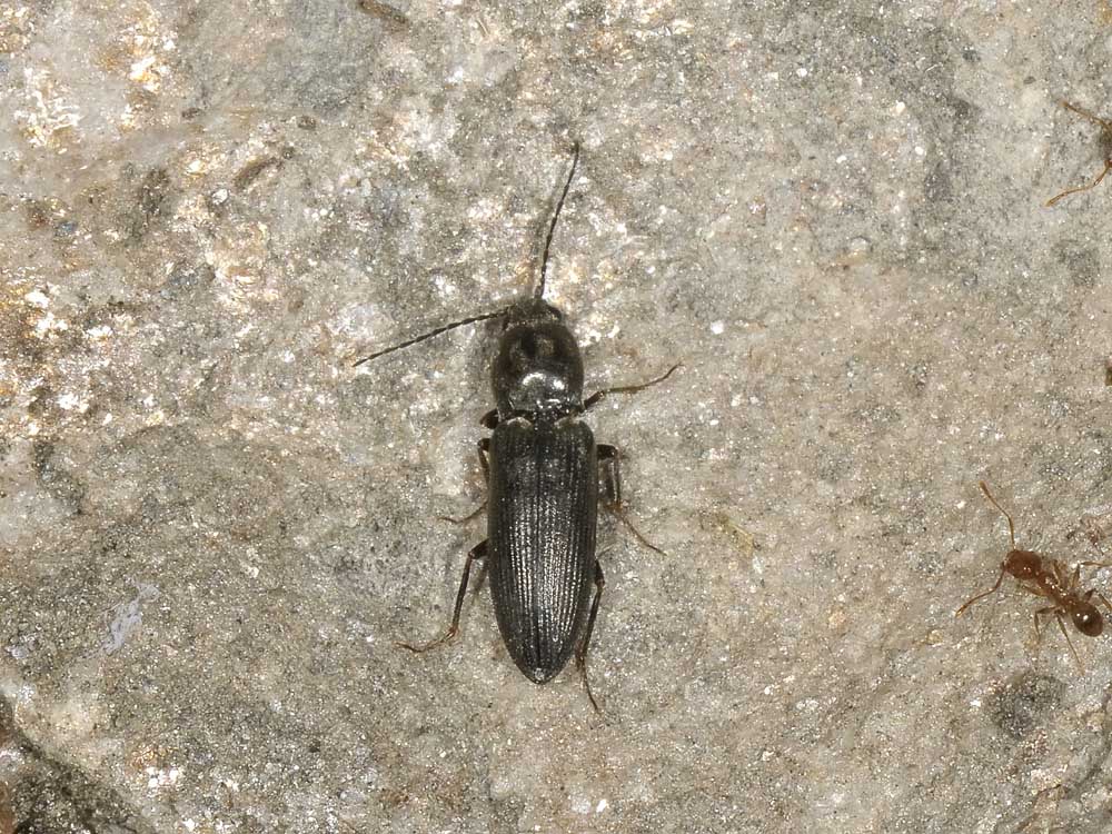 Dicronychus cinereus (Elateridae)
